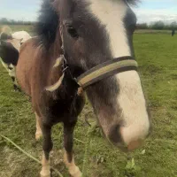 کره اسب دو ساله نر