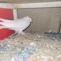 کفتر راعبی تکی فقط ۳۰۰