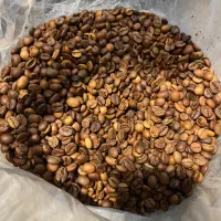 دان تازه رست قهوه ویتنام