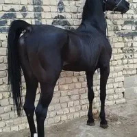 تورگردشگری با اسب و اجازه اسب برای مراسم