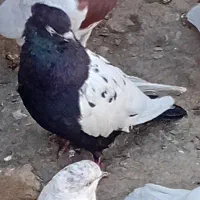 سینه سیاه و ابلاغ