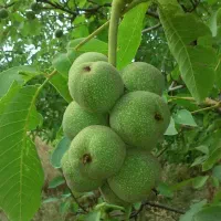 نهال گردو|خدمات باغبانی و درختکاری|شیراز, شهرک قمشه|دیوار