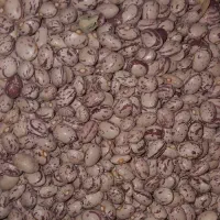 لوبیای سرحد