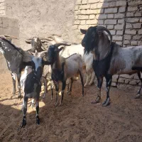 تعدادی نربز صلاله سومال