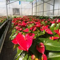 کارشناس و کارآموز گلخانه گل|استخدام صنعتی، فنی، مهندسی|جوادآباد, |دیوار