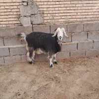 بز دو بیگ نر|حیوانات مزرعه|گتوند, |دیوار