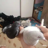 حیوانات کفتر د