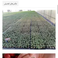 سم وکود گیرنده نشا هورمون پاکلوبوترازول