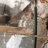 کفتر ، کبوتر