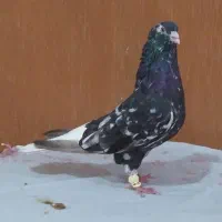 کوهی دم سفیدنرچشم نوک سفید40 سانتی کله قوچی|پرنده|اهواز, شهرک محلاتی|دیوار