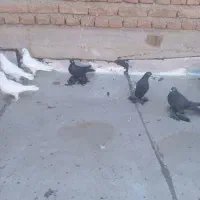 14تا کبوتر|پرنده|تبریز, |دیوار