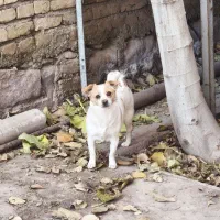 سگ پاکوتا|سگ|خوی, |دیوار