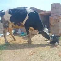 گوساله شیری نر ۲عددفروشی