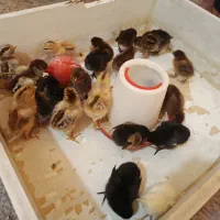 تعدادی جوجه گلپایگان