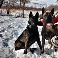 مالینیوزتایگری