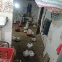 درصورت نیاز به این شماره تماس بگیرید