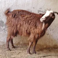 ۱بز،آبستن دو قلوزا در وحدتیه