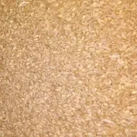 گندم دیم تمیز