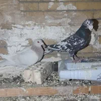 کبوتر کفتر هوایی پرشی جفتگاه