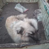 سگ پاکوتاه|سگ|رفسنجان, |دیوار