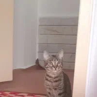 گربه ۸ماهه ماده