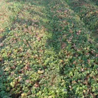 نهال توده فرنگی سابرینا