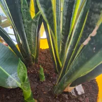 قرص کود ارگانیک