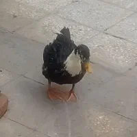 اردک|پرنده|تهران, خانی آباد نو جنوبی|دیوار