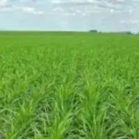 8-هکتار-زمین-چاه-برقی-اجاره-داده-میشه-یکسال
