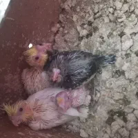 مینا و جوجه عروس هلندی|پرنده|یزد, |دیوار