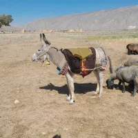 خر نر بشرط
