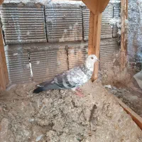 پرشی .|پرنده|اصفهان, شاهد|دیوار