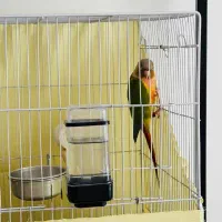 طوطی گرینچیک