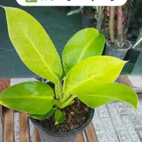 گل های آپارتمانی|گل و گیاه طبیعی|ملایر, |دیوار