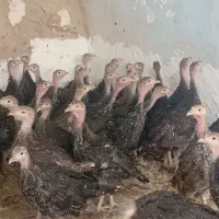 جوجه بوقلمون سینه پهن انگلیسی