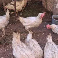 فروش مرغ سفید