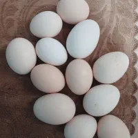 تخم مرغ محلی نطفه دار|حیوانات مزرعه|رفسنجان, |دیوار