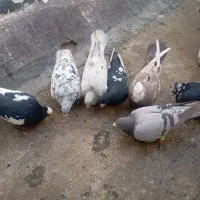 کفتر کفتر بازی