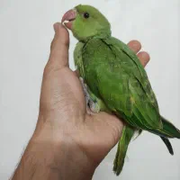 ملنگو نرمخور گرینچیک سرلاکی مرغ عشق رینبو جوجه