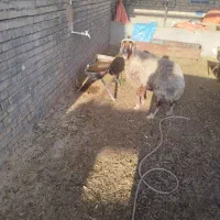 کوسفند