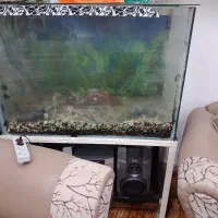 اکواریون|ماهی|لنگرود, |دیوار