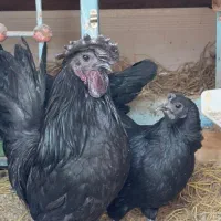 جوجه لهستانی ویاندوت ایام سمانی برهما مرغ وخروس|حیوانات مزرعه|رشت, گیل|دیوار