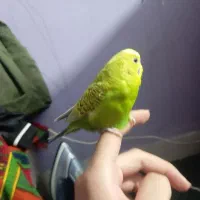 مرغ عشق نر دستی