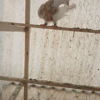 کبوتر