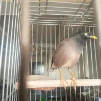 مرغ مینا نر سخنگو|پرنده|تهران, کرمان|دیوار