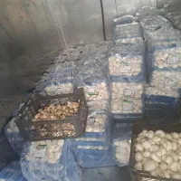 قارچ|خوردنی و آشامیدنی|تهران, شهرک دانشگاه|دیوار