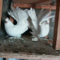کفتر‌دم‌چتری‌اصل‌زیبا|پرنده|بندر ترکمن, |دیوار