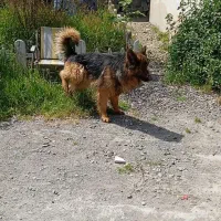 ژرمن شجره دار واقعی