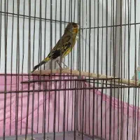 سهره قناری نر سرحال هنوز دهن نیفتاده