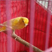 معاوضه قناری لاکی نر باسبز چمنی ماده|پرنده|شیراز, دست خضر|دیوار